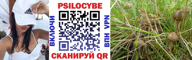 Купить  Городец  Галлюциногенные грибы Cubensis 